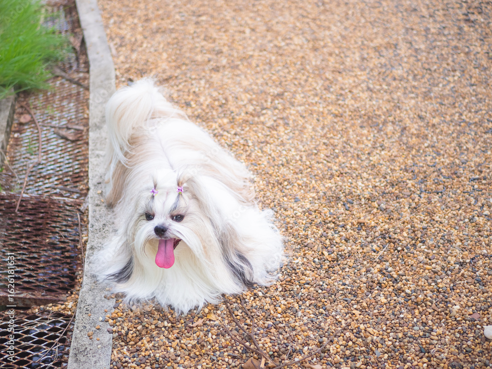 Shih Tzu dog enjoying the outdoors at public park on summer day Shih Tzu dog enjoying the outdoors at public park on summer day
