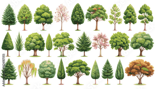 Variety of Trees: A vibrant collection showcasing a variety of trees, from evergreens to deciduous varieties, with each illustration displaying the unique form and texture of its foliage.