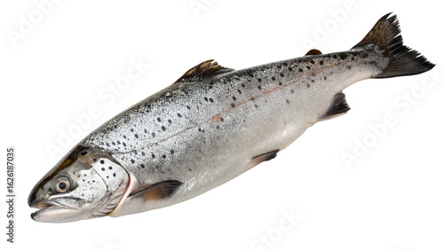 trout on white background