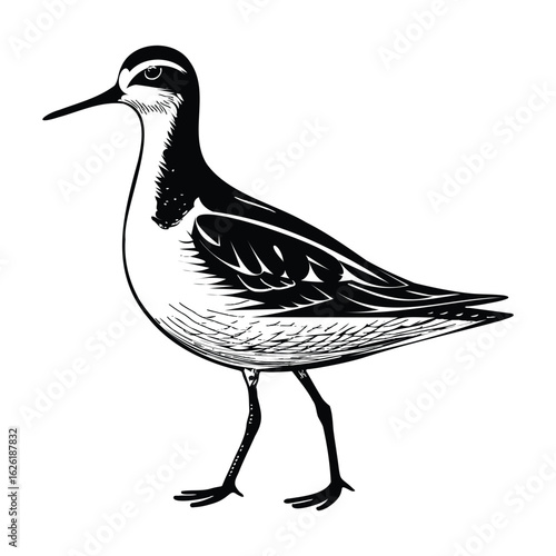 Detailed ink drawing of a shorebird standing on its legs