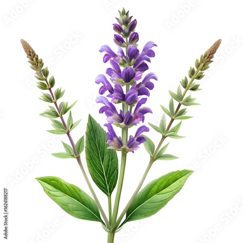 lavender isolated on white background