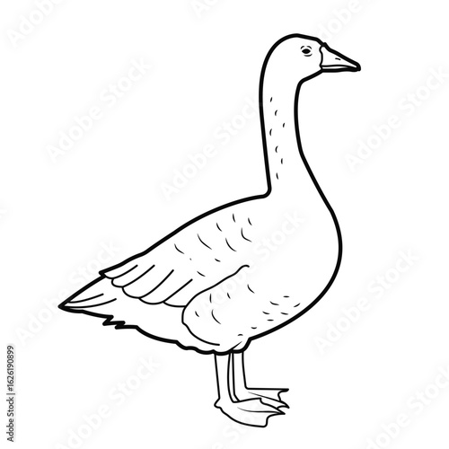 Poultry. Goose. Outline illustration, isolated on white background, design elements