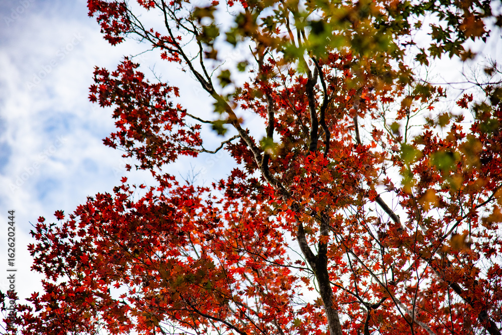紅葉 紅葉