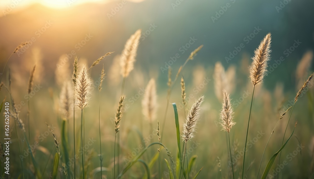 Fototapeta premium Close-up of tall grass with fluffy seed heads illuminated by warm sunlight. Bokeh background enhances serene, boho aesthetic. Natural green plants, meadow vibe, tranquil atmosphere.