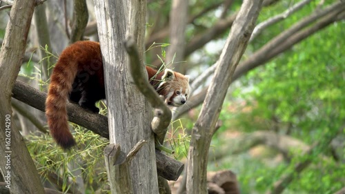 Red panda walk on a tree branch