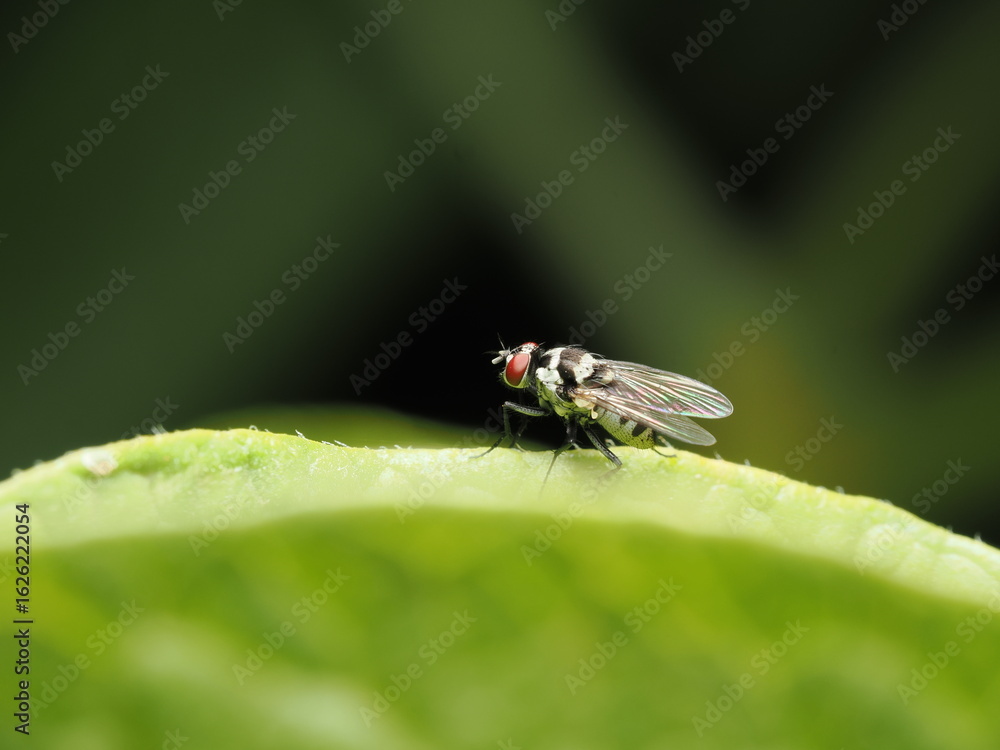 La mosca del nabo es una plaga cuyos adultos ponen huevos en plantas crucíferas; sus larvas dañan raíces y afectan cultivos como el nabo y la col. La mosca del nabo es una plaga cuyos adultos ponen huevos en plantas crucíferas; sus larvas dañan raíces y afectan cultivos como el nabo y la col.