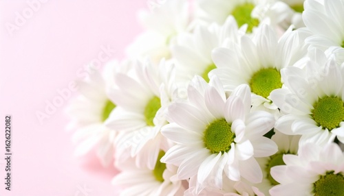 Delicate white chrysanthemum flowers in a lovely bunch. A floral arrangement with vibrant green centers against a soft pastel pink background.