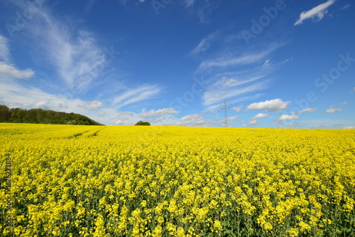 Rapeseed field in full bloom in the Lippe Uplands