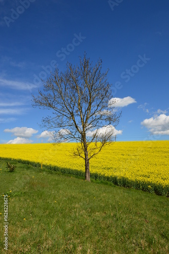 tree in the field