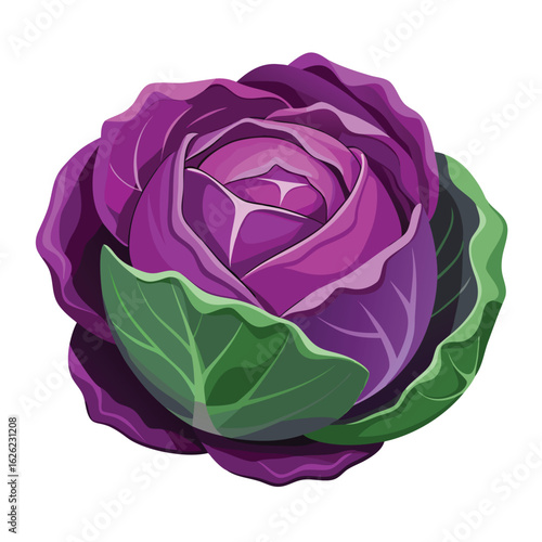 A beautiful head of purple cabbage, its leaves layered and vibrant, on a clean background, a fresh vegetable.