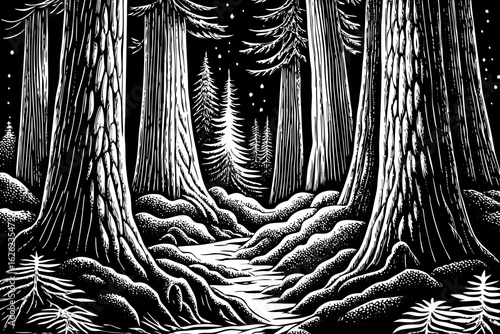 Dark night in Redwood Forest with giant trees and stars, black and white line art illustration