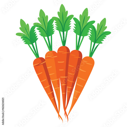 A bunch of carrots with their green tops still attached, a fresh and healthy vegetable on a white background.