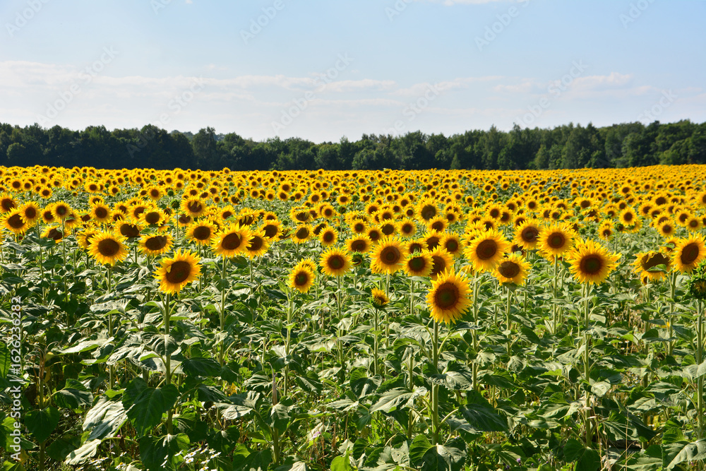 Naklejka premium Sunflower Field Under a Bright Blue Sky with forest