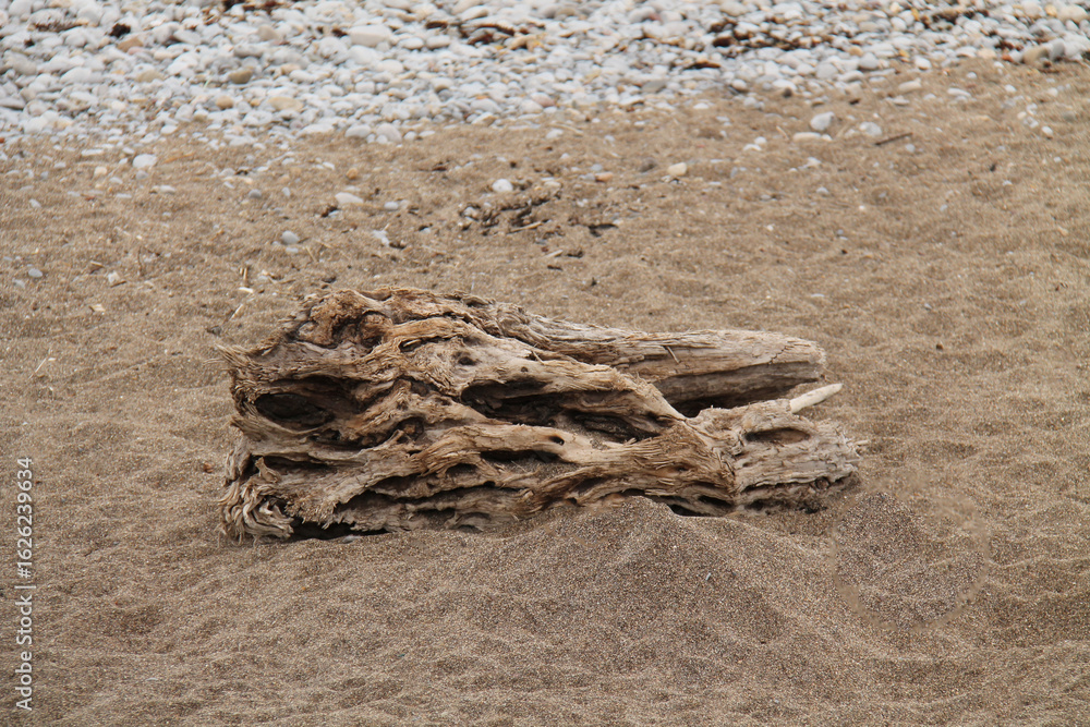 Obraz premium A Large Piece of Weathered Driftwood on a Coastal Beach.