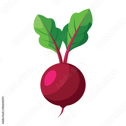 A deep red beet with its leafy green top, on a clean background, a fresh and healthy vegetable.