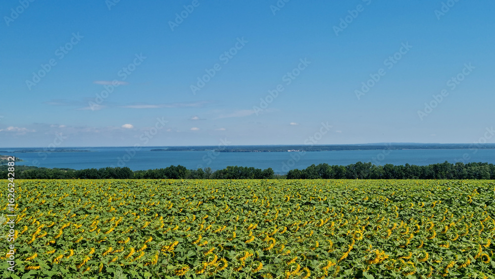 Fototapeta premium Sunflower field stretching to the horizon with view of trees and large lake under blue sky. Landscape photography. Summer countryside and farming concept