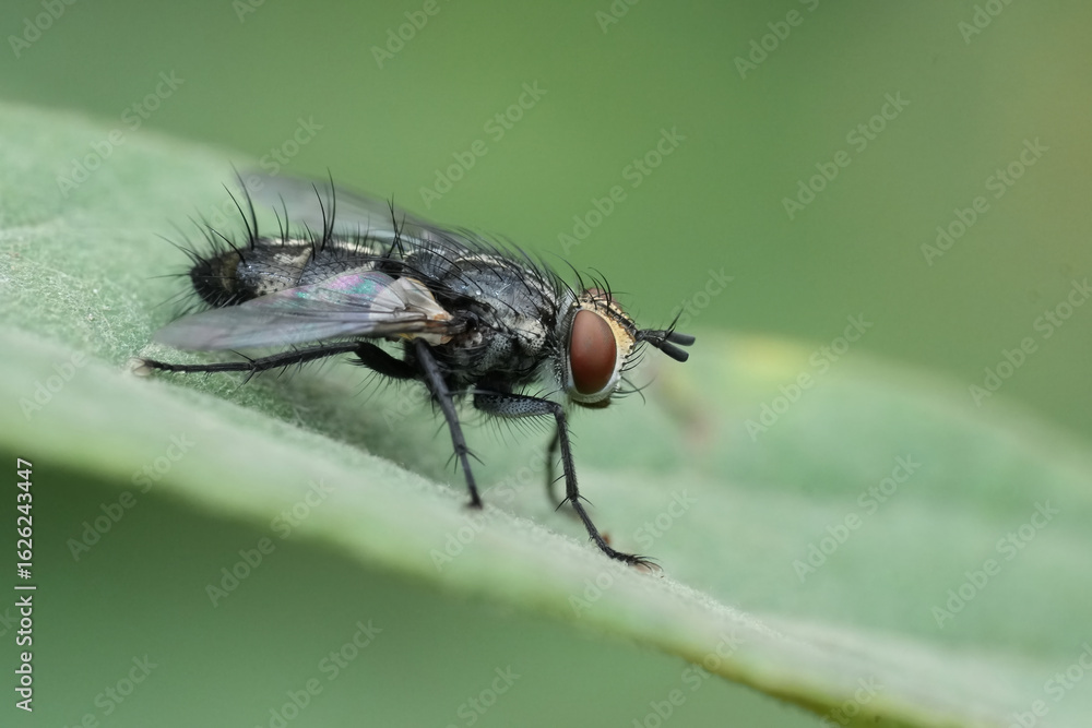 Closeup on a hairy tachinid or Bristle fly, Exorista rustica sitting on a green leaf Closeup on a hairy tachinid or Bristle fly, Exorista rustica sitting on a green leaf