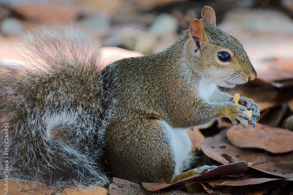Obraz premium Grauhörnchen