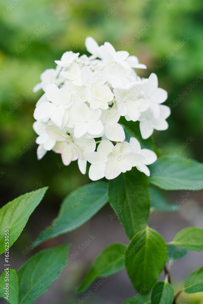 Obraz premium White hydrangea Metallica blooming in garden