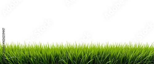 Green Grass Landscape – Isolated PNG for Web or Print Design