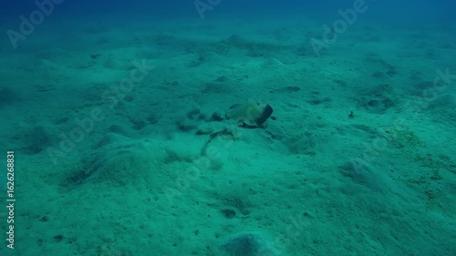 Follow shot of a Feathertail ray swimming and maneuvering over hilly sandy seabed in the deep sea, Back view, Slow motion of Cowtail Stingray, Pastinachus sephen on sandy bottom