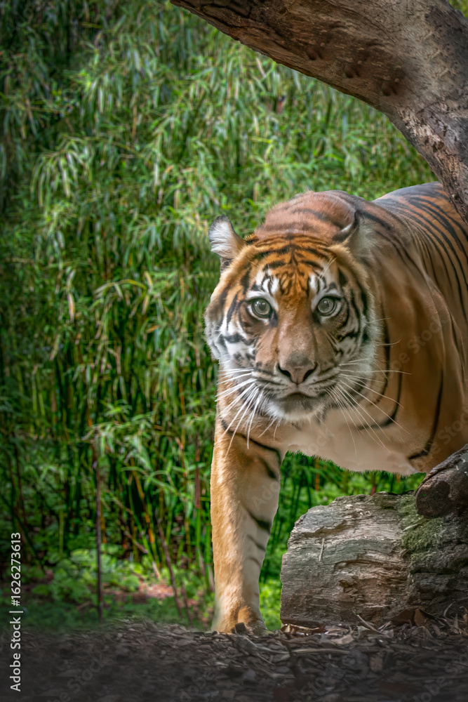 Obraz premium Sumatran tiger stalking forward through a forest with a direct gaze with copy space