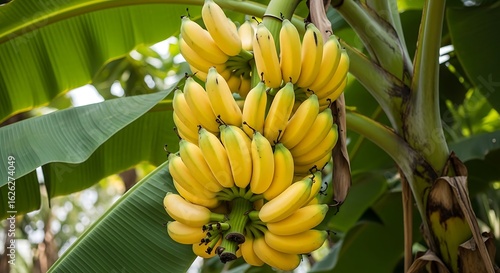 Bunch of ripe yellow bananas hanging on a tree with green leaves fruit tropical