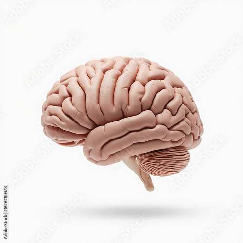 human brain on white background