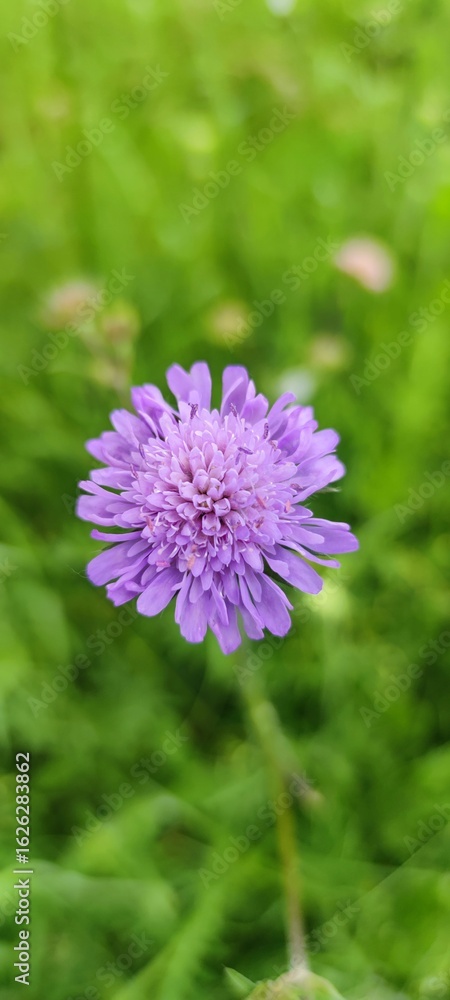 Fototapeta premium Field Scabicus (Knautia arvensis) flower bloomig in a sunny meadow