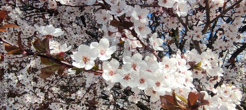 Wallpaper Mural Cherry blossoms in full bloom on a bright spring day
 Torontodigital.ca