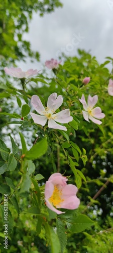 Wallpaper Mural Wild rose blossoms in natural light Torontodigital.ca