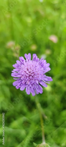 Wallpaper Mural Field Scabicus (Knautia arvensis) flower bloomig in a sunny meadow Torontodigital.ca