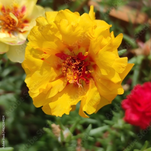 Wallpaper Mural Close-Up of a Bright Yellow Moss Rose Flower in Summer Sunlight Torontodigital.ca
