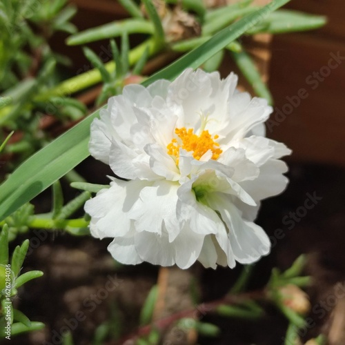 Wallpaper Mural Close-Up of a Bright White Moss Rose Flower in Summer Sunlight Torontodigital.ca