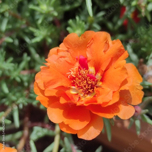 Wallpaper Mural Close-Up of a Bright Orange Moss Rose Flower in Summer Sunlight Torontodigital.ca