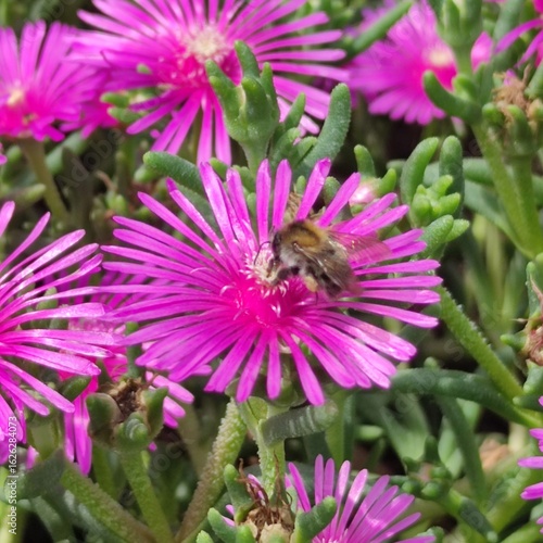Wallpaper Mural Bumblebee on a Delosperma cooperi Flower in Full Summer Bloom Torontodigital.ca