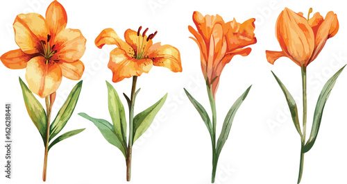 Four delicate watercolor orange lilies with green stems and leaves isolated on white background