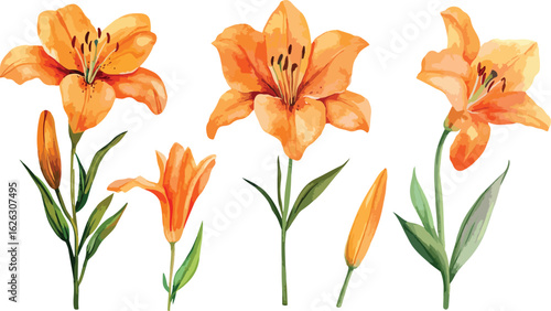 Vibrant orange lily flowers and buds arranged artistically on a clean white background