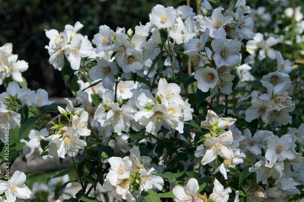 White flowers of a blooming bush in the park. Blooming bush. Decoration in the park. Warm weather. Blooming flora White flowers of a blooming bush in the park. Blooming bush. Decoration in the park. Warm weather. Blooming flora