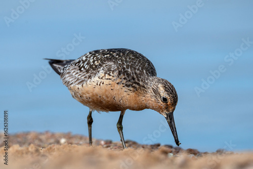 Red knot foraging at the water, Calidris canutus in breeding plumage
