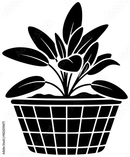 Sage plant in a garden with plant in a pot on a windowsill in kitchen