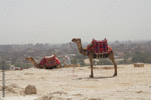 camels are still a mean of transportation in cairo, egypt - mainly for tourists near the pyramids
