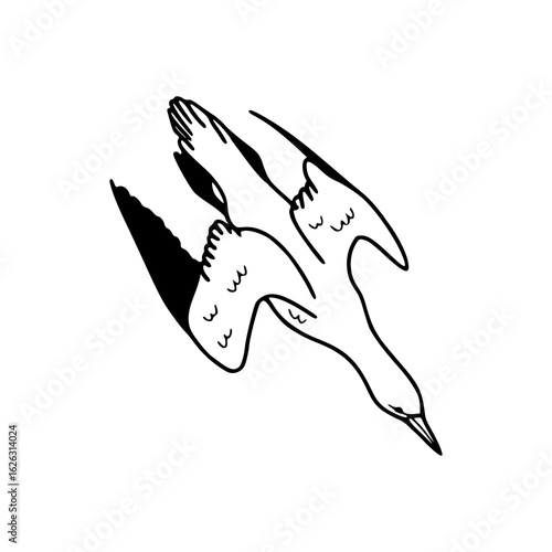 maneuver seagull vector illustration