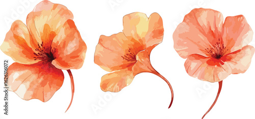 Three delicate watercolor paintings of vibrant orange flowers with delicate petals on a white background