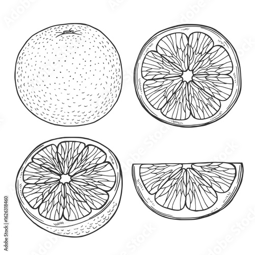 Orange Fruits set. Vector hand drawn illustration of tangerine branches with leaves and slices of citrus Fruits in black and white colors. Bundle of mandarins for food label or menu.