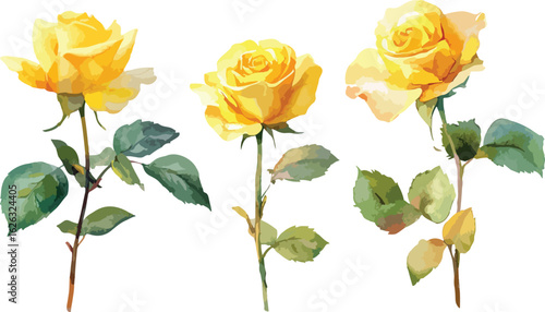 Three delicate yellow roses with green leaves isolated on a clean white background