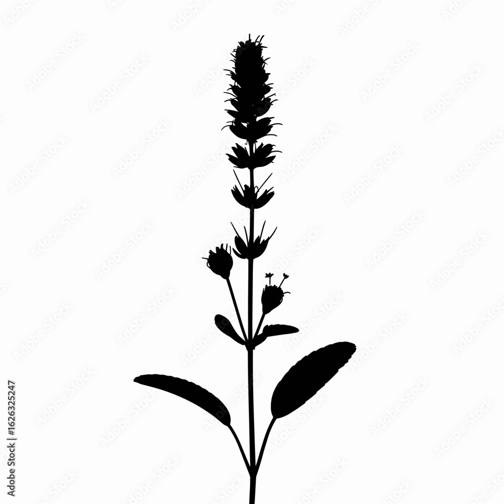 Fototapeta premium Herb Plant Silhouette