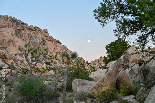 Full moon rising over the rugged rock formations of Joshua Tree National Park, California, with iconic Joshua Trees dotting the arid desert landscape.