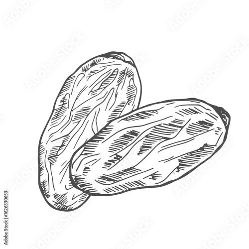 Vector Set of Sketch Dried Dates Fruits.