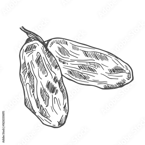 Vector Set of Sketch Dried Dates Fruits.